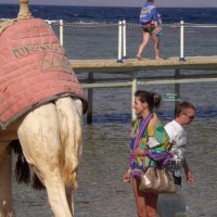 Pic #1 Egypt Asses I