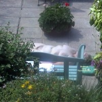 Pic #1 The Lady Next Door