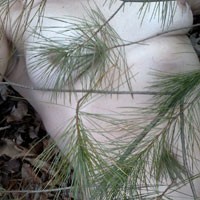 Pine Away - Outdoors, Medium Tits