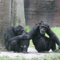 Pic #1 Animalistic