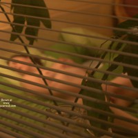 Pic #1 Lucky Viewing