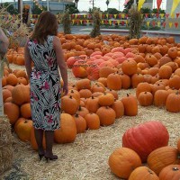 Pic #1 *NY Upskirt at The Pumpkin Patch!